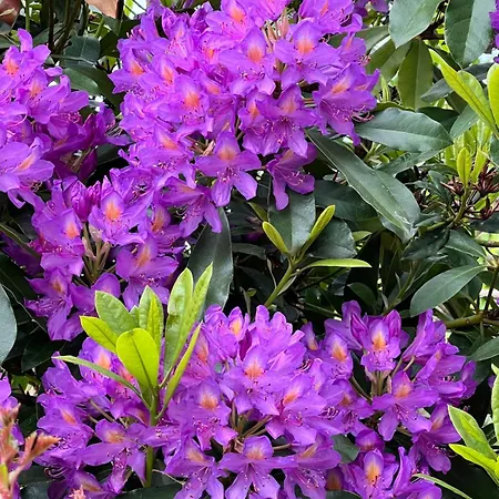 De L'ailly Nyaraló *