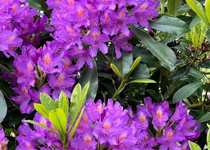 De L'ailly Holiday home *